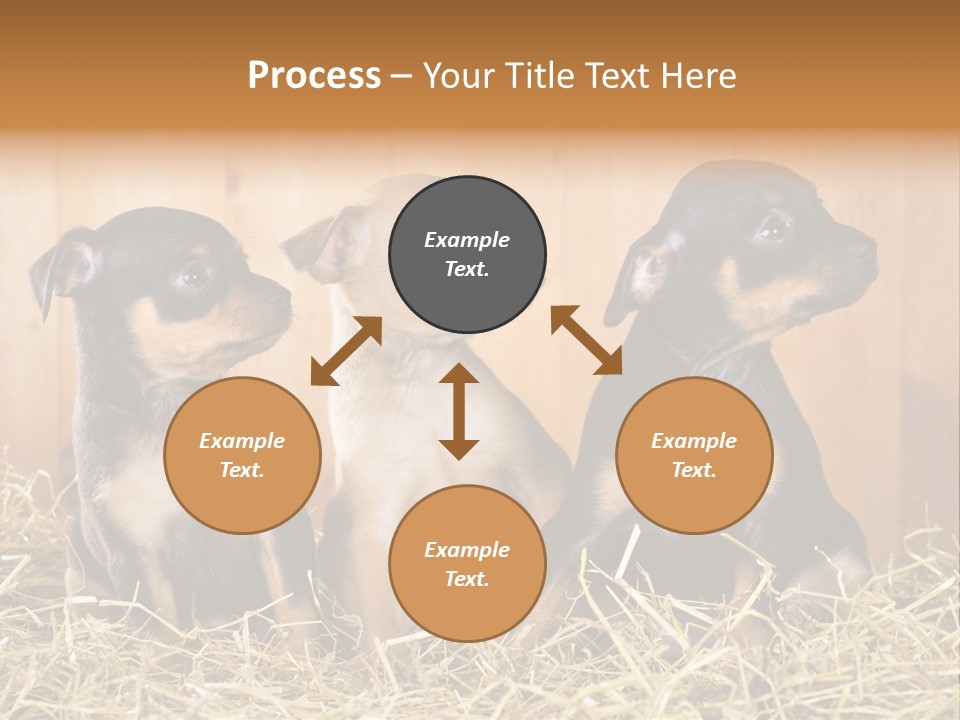Indoors Ranch Animals PowerPoint Template