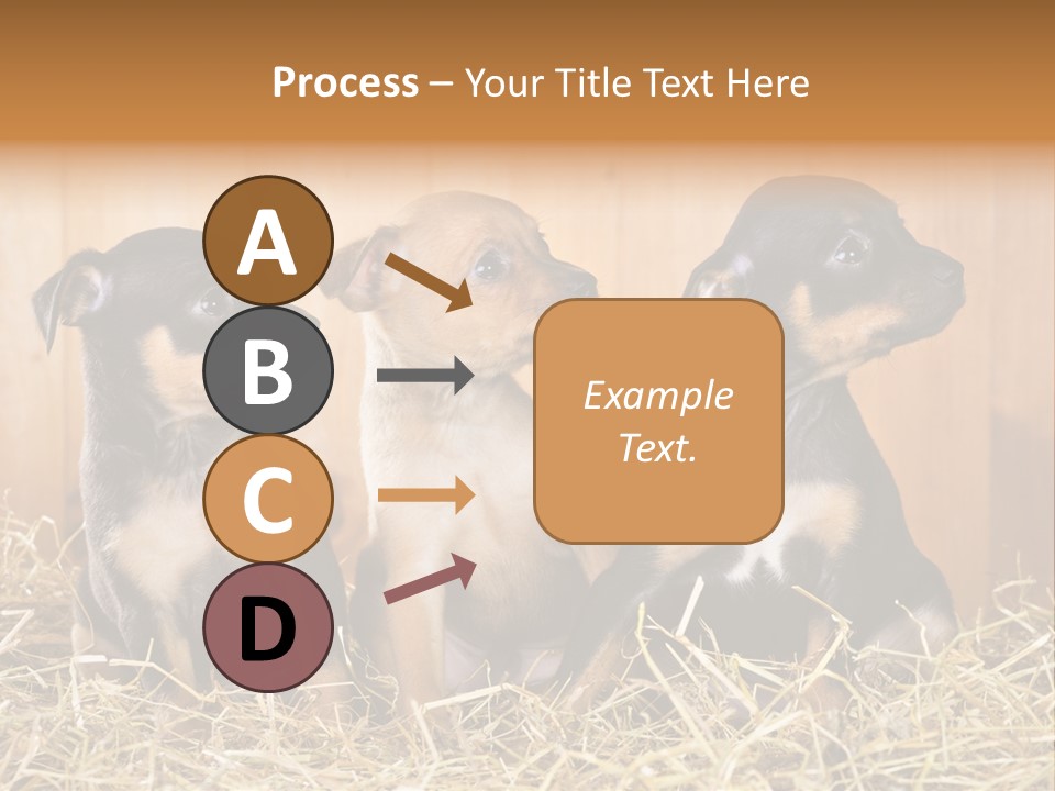 Indoors Ranch Animals PowerPoint Template