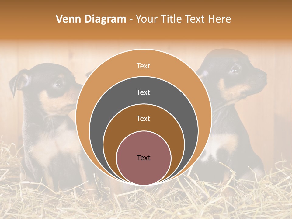 Indoors Ranch Animals PowerPoint Template