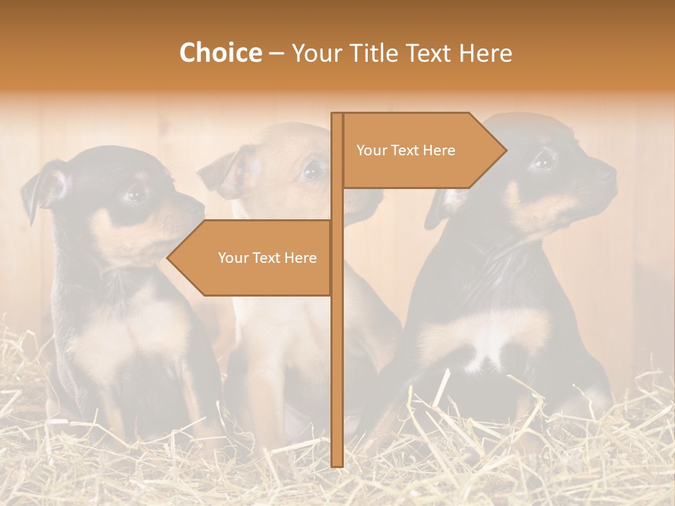 Indoors Ranch Animals PowerPoint Template