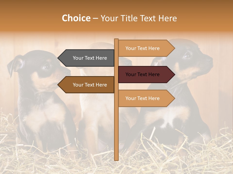 Indoors Ranch Animals PowerPoint Template