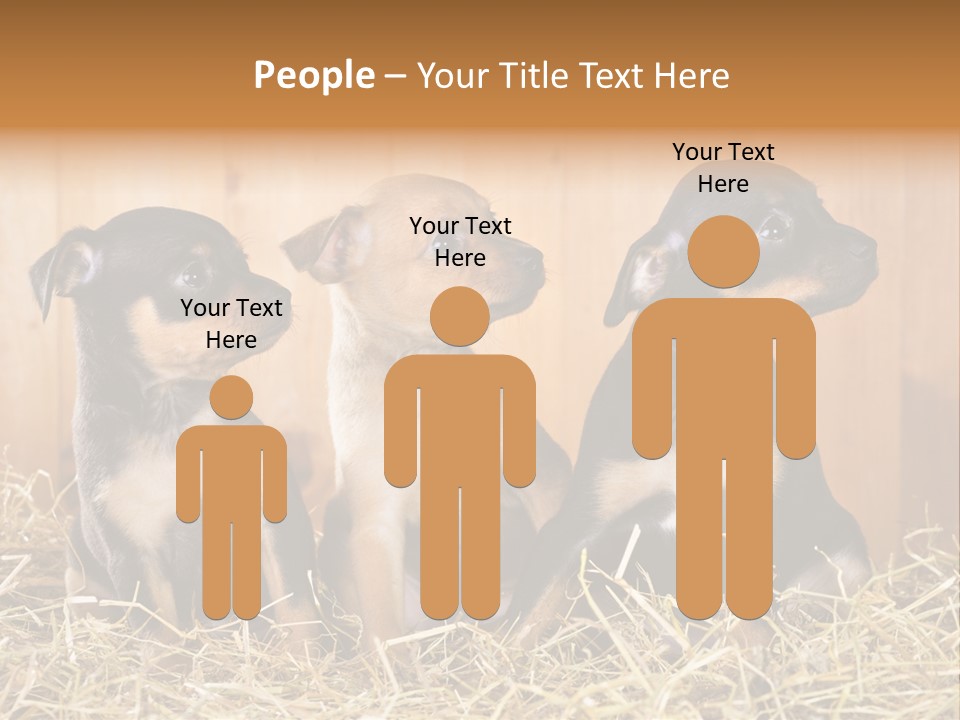 Indoors Ranch Animals PowerPoint Template