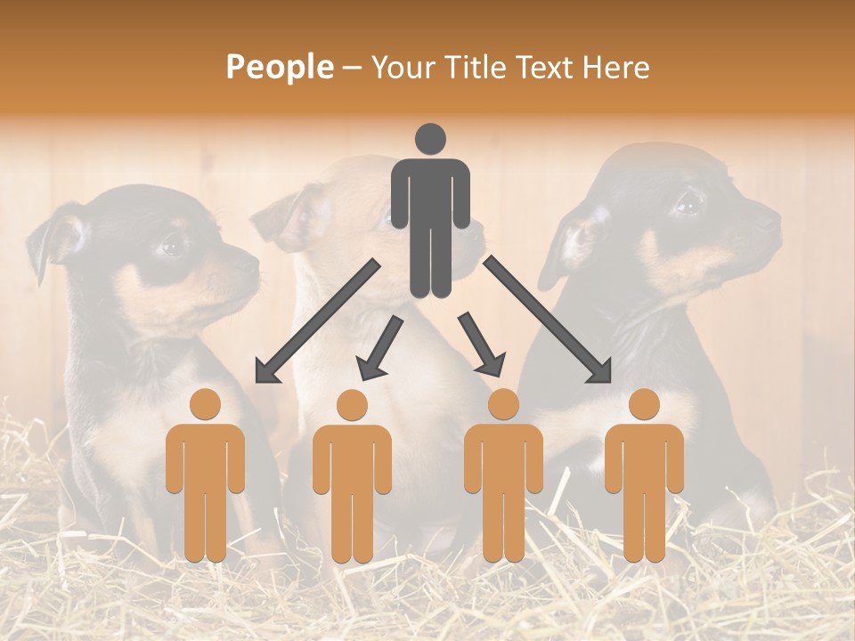 Indoors Ranch Animals PowerPoint Template