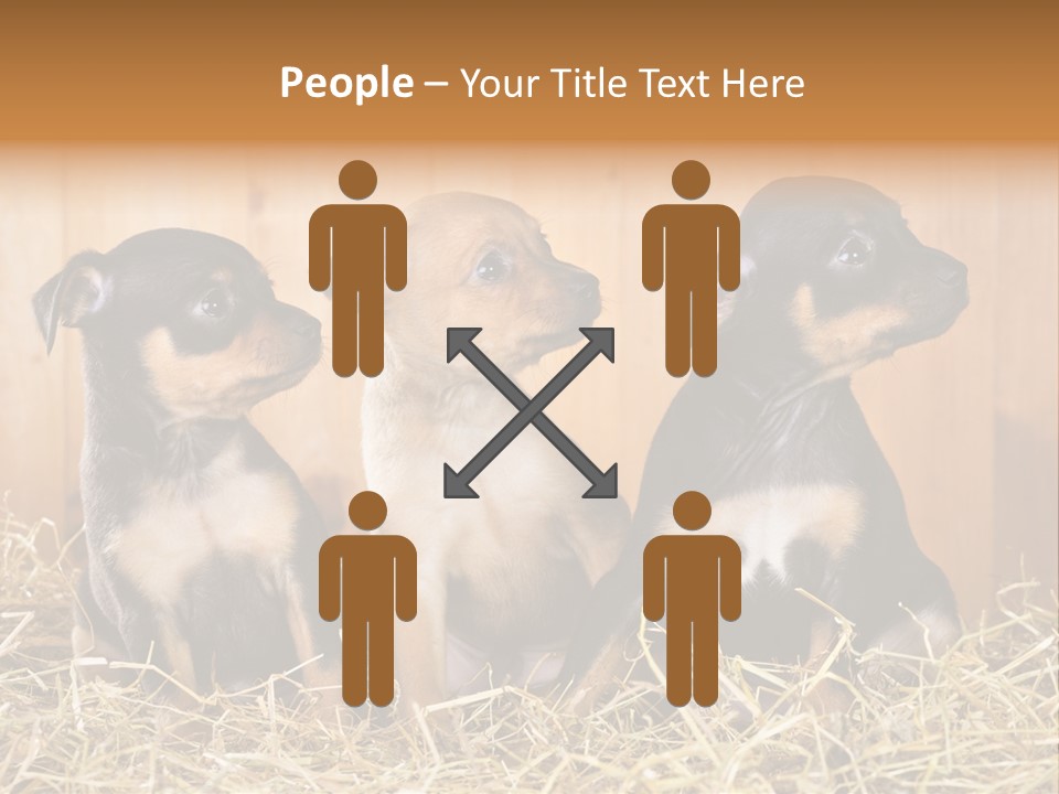 Indoors Ranch Animals PowerPoint Template