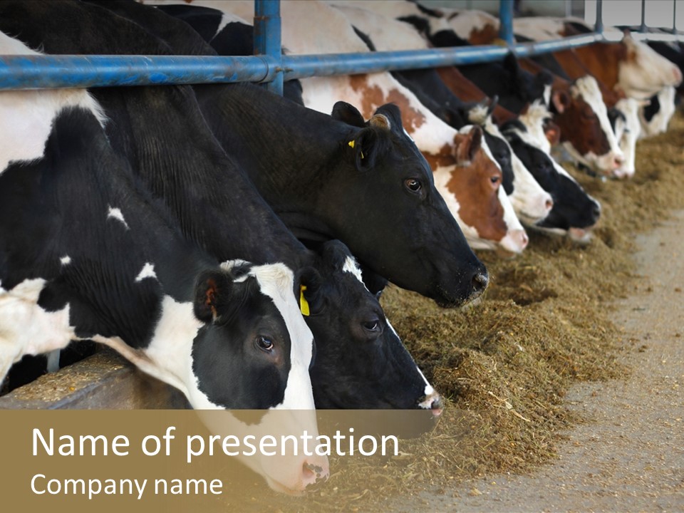 Domestic Animals Feeding Production PowerPoint Template