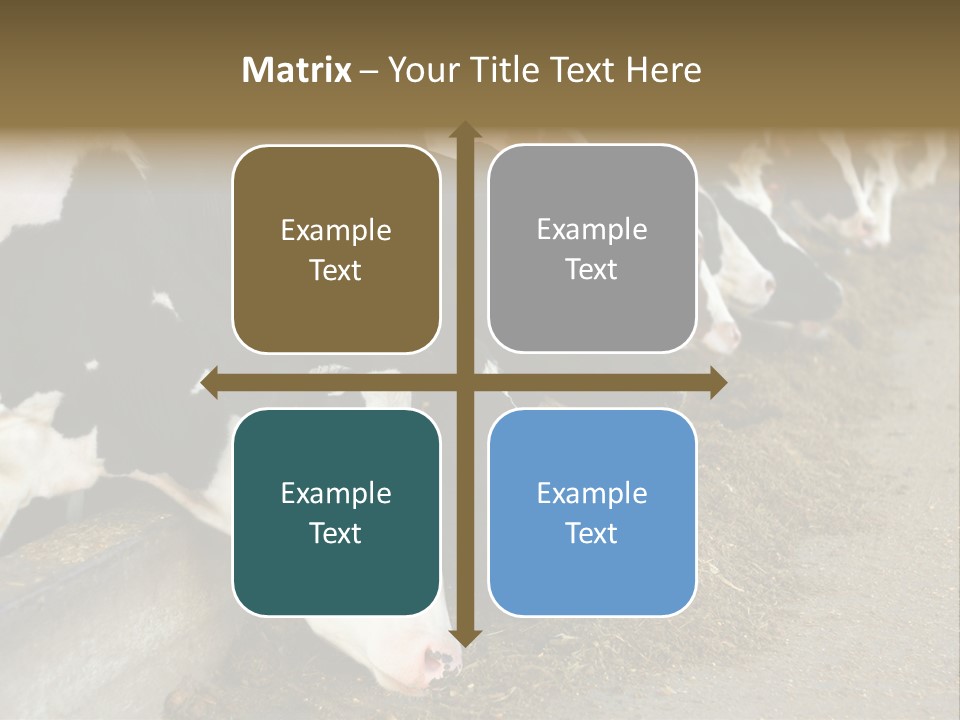 Domestic Animals Feeding Production PowerPoint Template