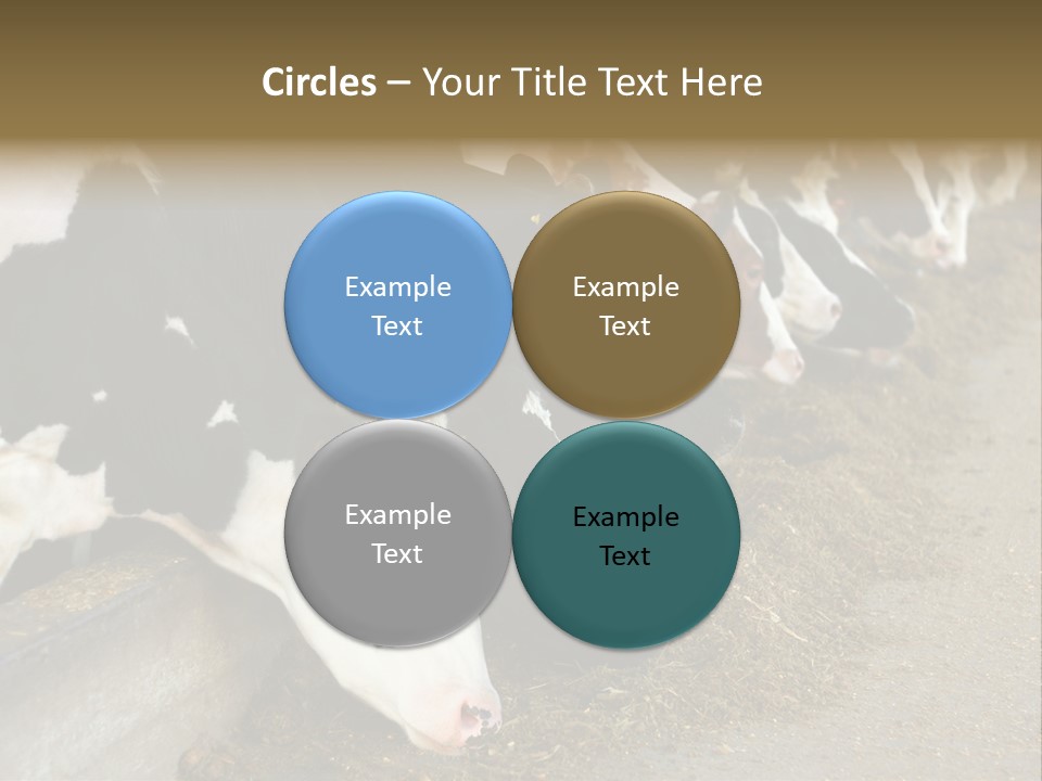 Domestic Animals Feeding Production PowerPoint Template