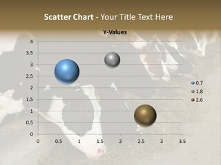 Domestic Animals Feeding Production PowerPoint Template