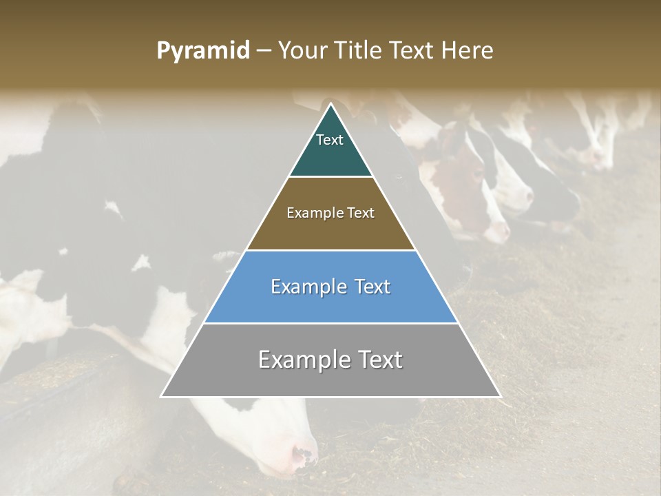 Domestic Animals Feeding Production PowerPoint Template