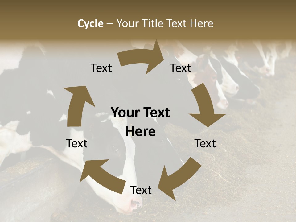Domestic Animals Feeding Production PowerPoint Template