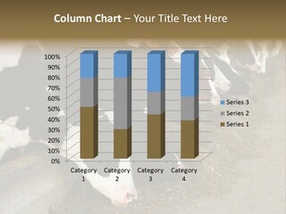 Domestic Animals Feeding Production PowerPoint Template