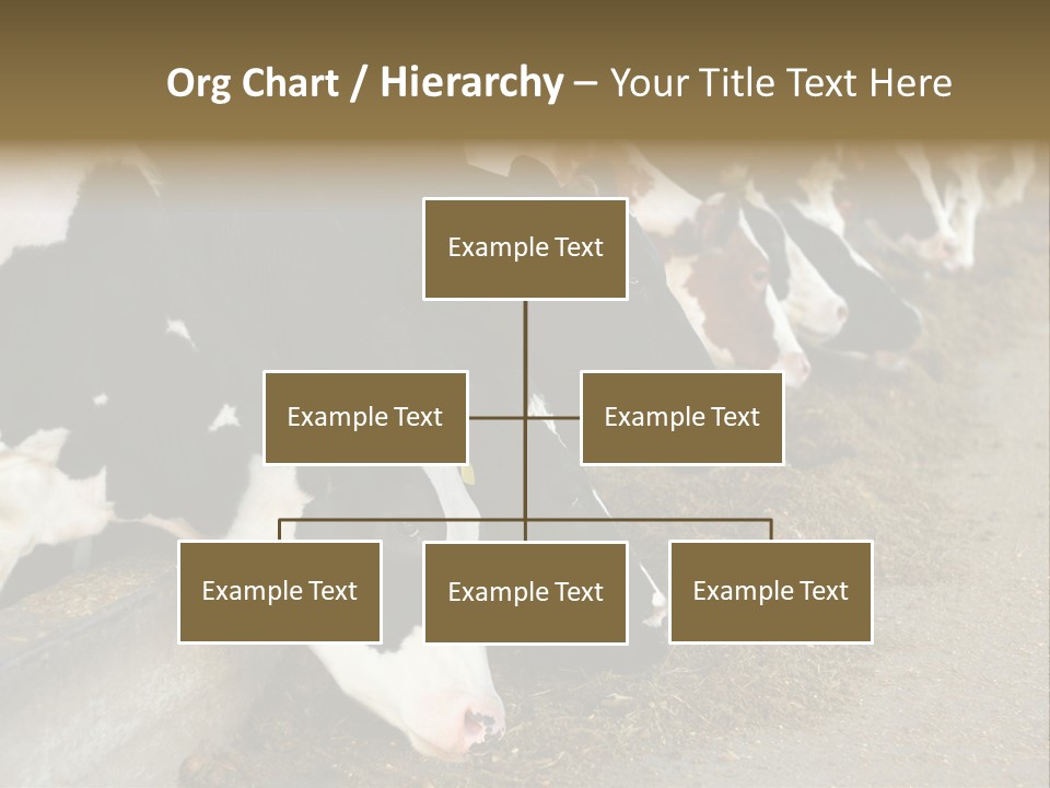 Domestic Animals Feeding Production PowerPoint Template