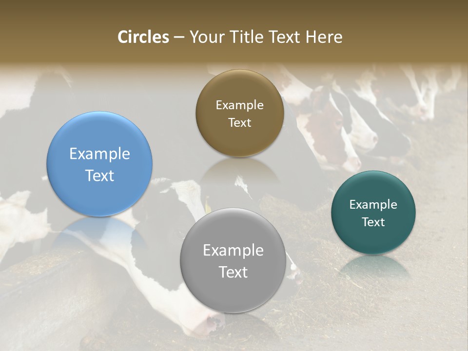 Domestic Animals Feeding Production PowerPoint Template