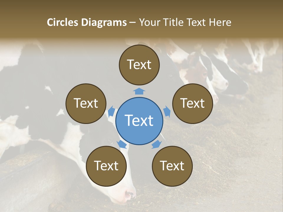 Domestic Animals Feeding Production PowerPoint Template