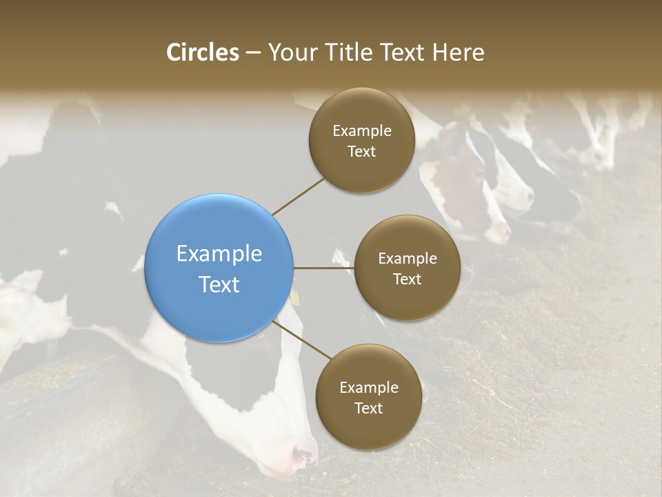 Domestic Animals Feeding Production PowerPoint Template