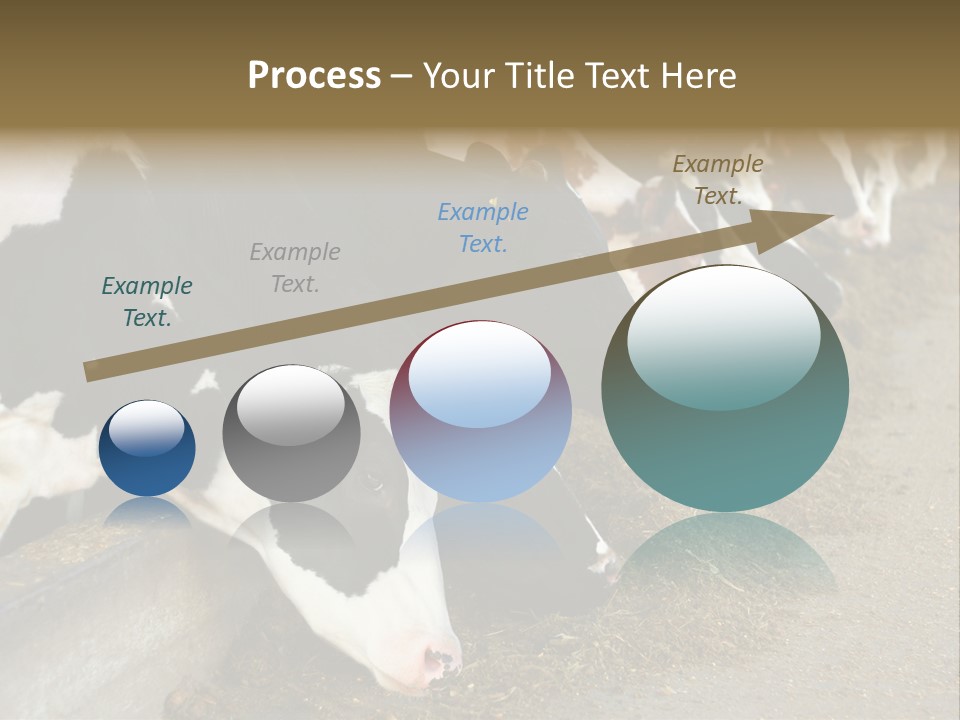 Domestic Animals Feeding Production PowerPoint Template