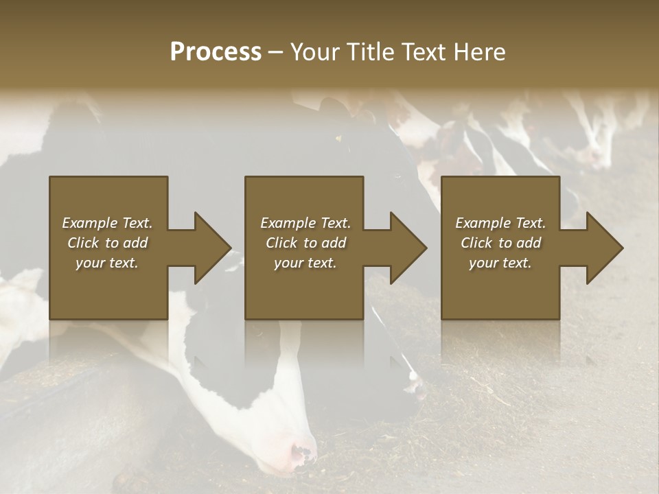 Domestic Animals Feeding Production PowerPoint Template