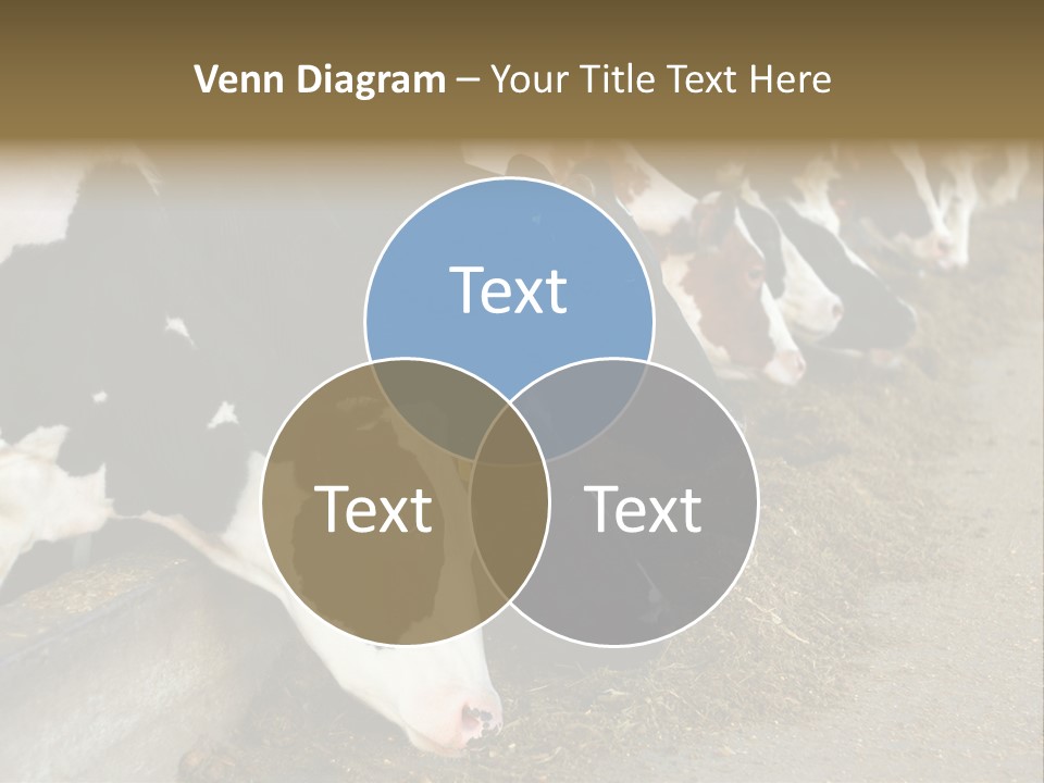 Domestic Animals Feeding Production PowerPoint Template