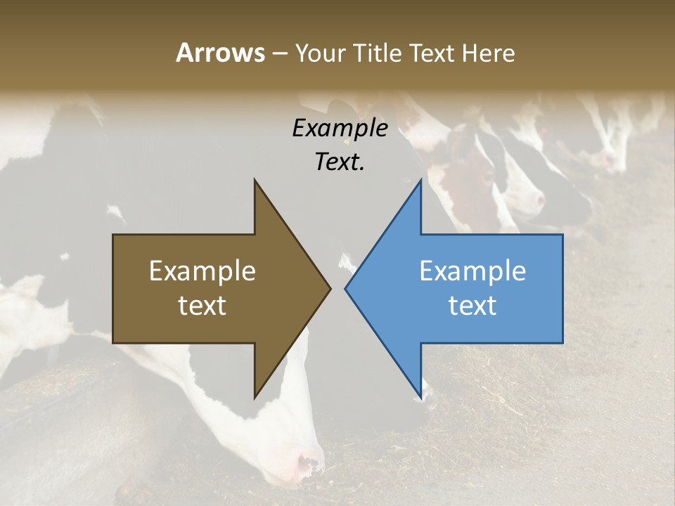 Domestic Animals Feeding Production PowerPoint Template