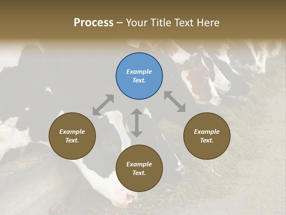 Domestic Animals Feeding Production PowerPoint Template