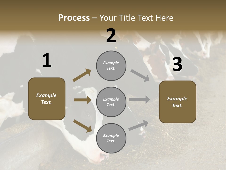 Domestic Animals Feeding Production PowerPoint Template