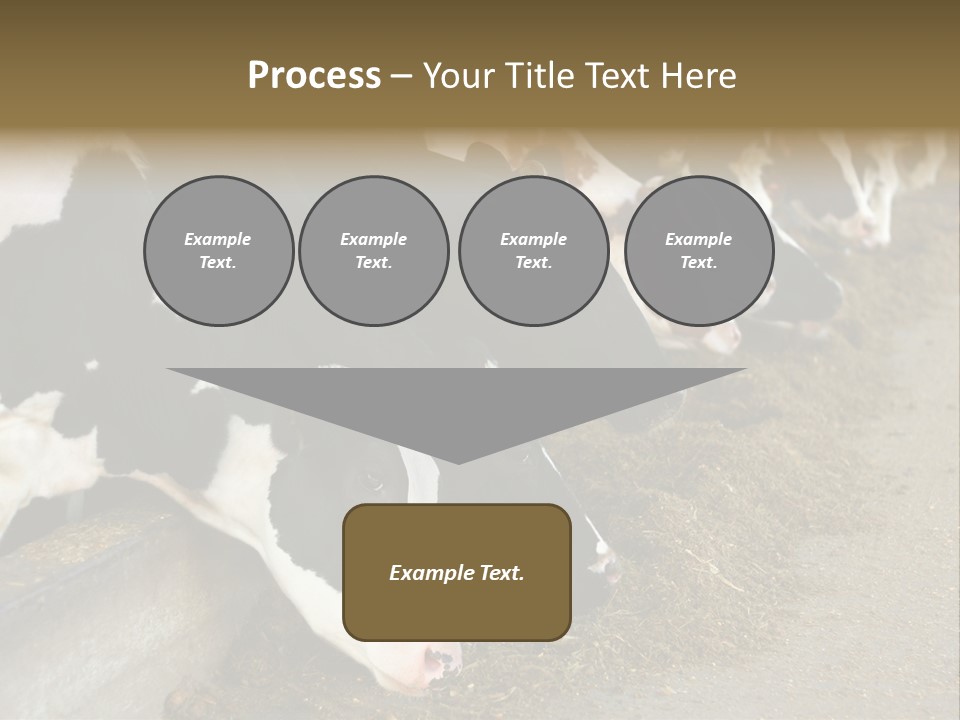 Domestic Animals Feeding Production PowerPoint Template