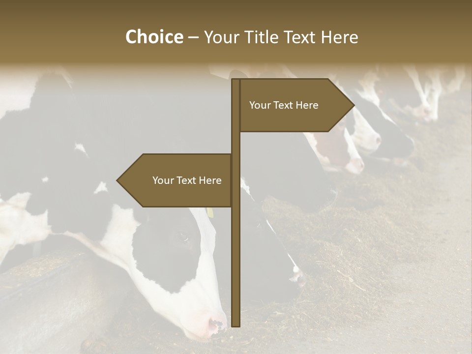 Domestic Animals Feeding Production PowerPoint Template