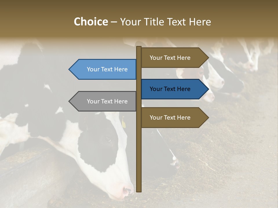 Domestic Animals Feeding Production PowerPoint Template