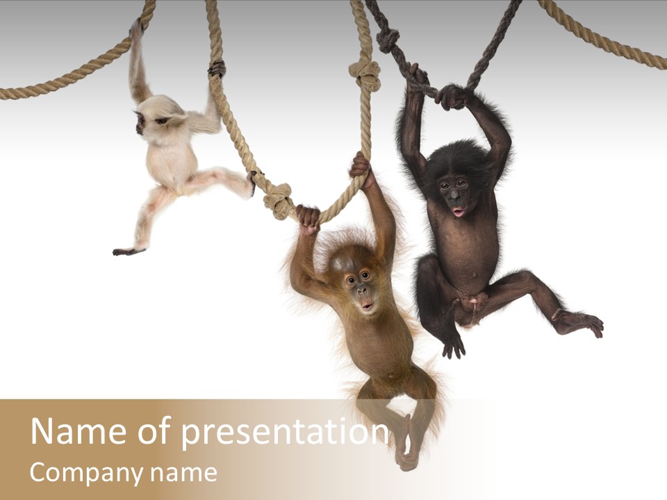 No People Hanging Bonobo PowerPoint Template