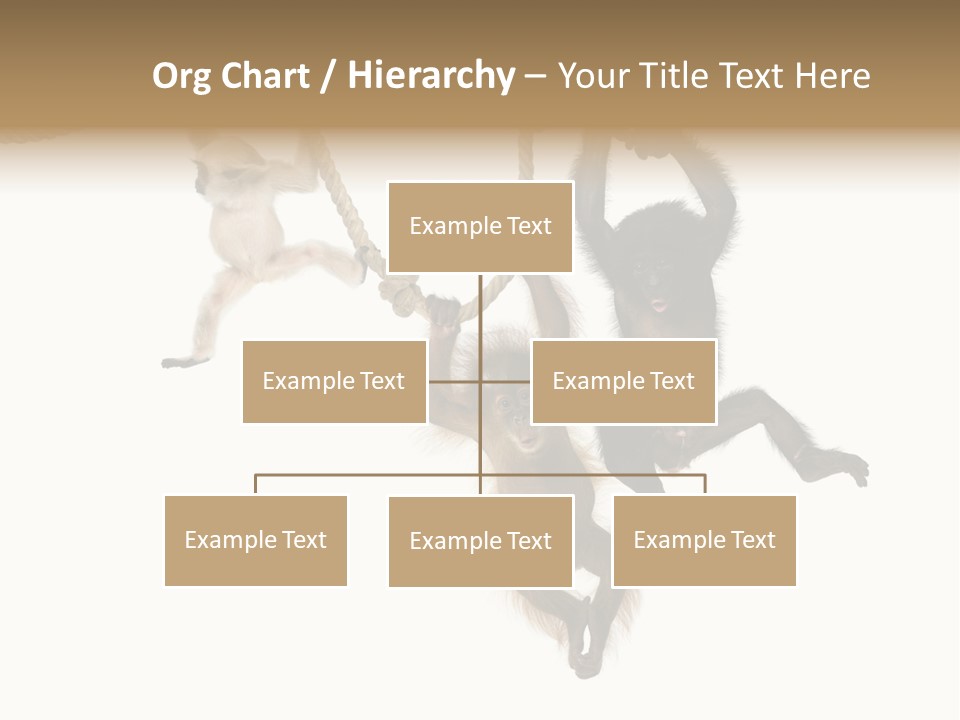 No People Hanging Bonobo PowerPoint Template