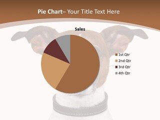 Funny Vet Spoon PowerPoint Template