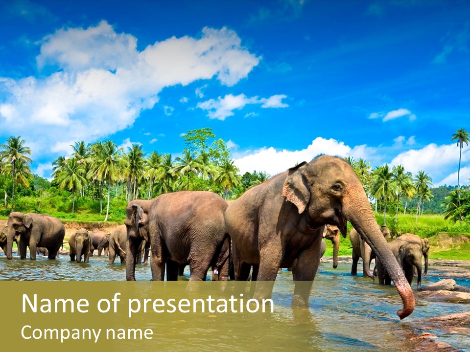 Strong Srilankan River PowerPoint Template