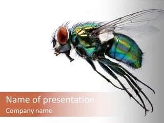 Freely Left Wing PowerPoint Template