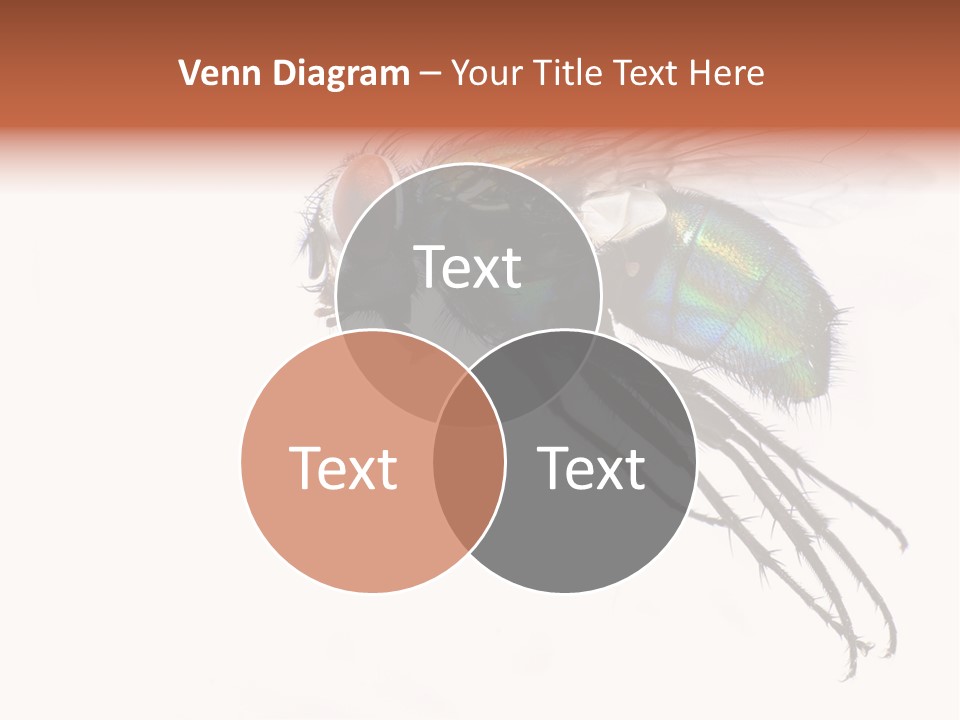 Freely Left Wing PowerPoint Template