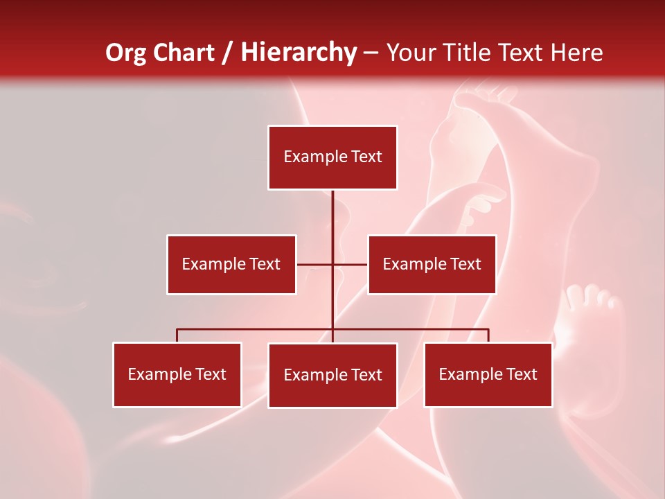 Human Physiology Emryonic PowerPoint Template