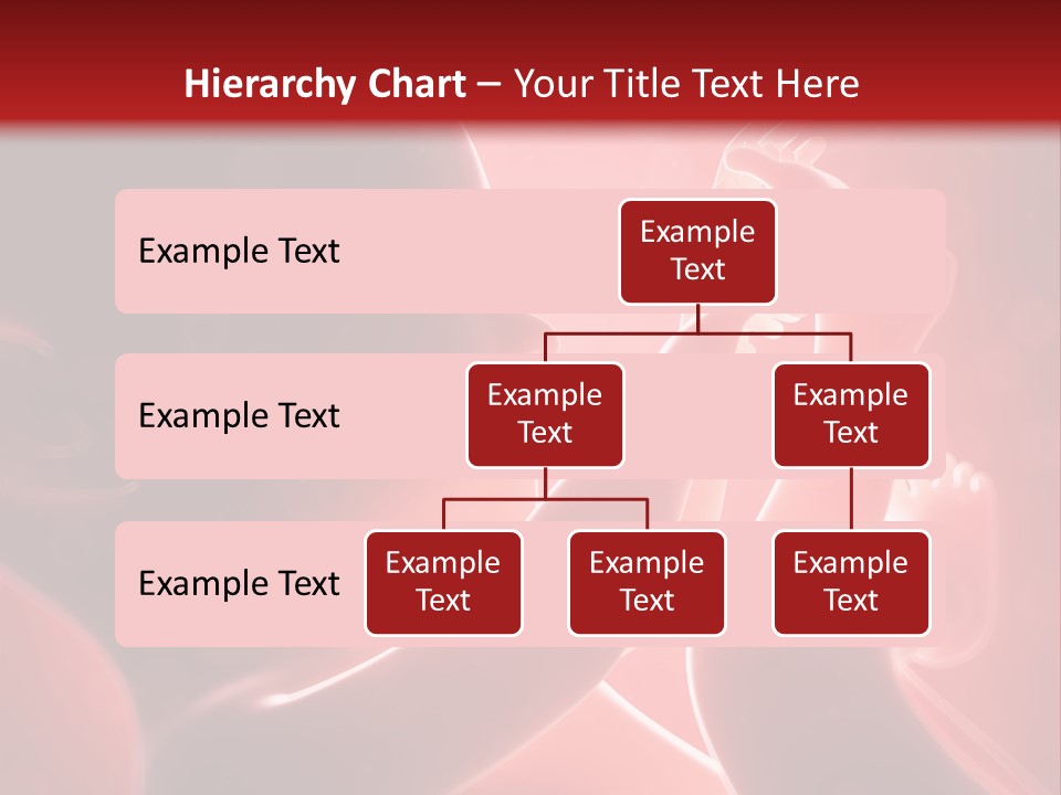 Human Physiology Emryonic PowerPoint Template