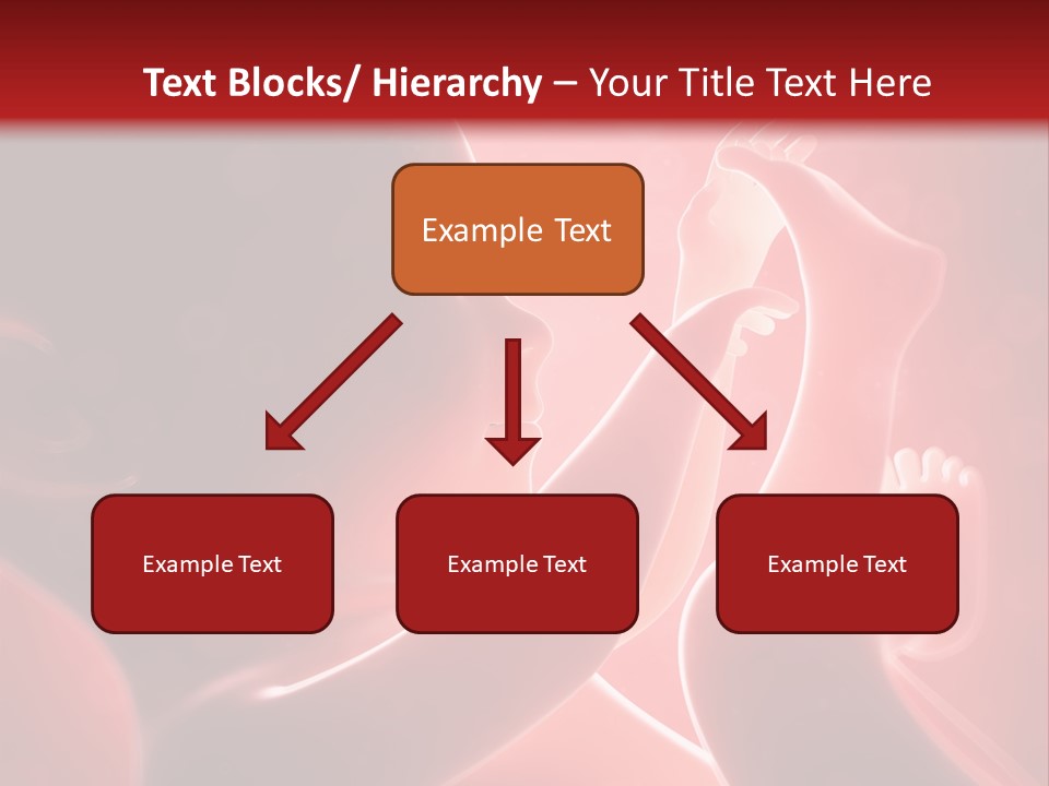Human Physiology Emryonic PowerPoint Template