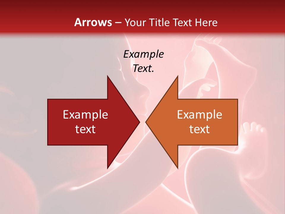 Human Physiology Emryonic PowerPoint Template