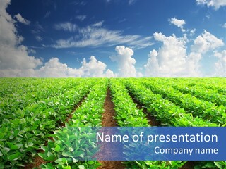 Sky Striped Farm PowerPoint Template