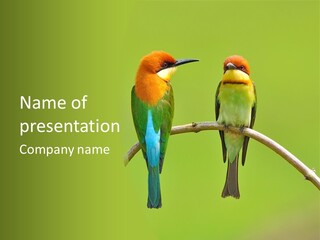 Two Colorful Birds Are Sitting On A Branch PowerPoint Template