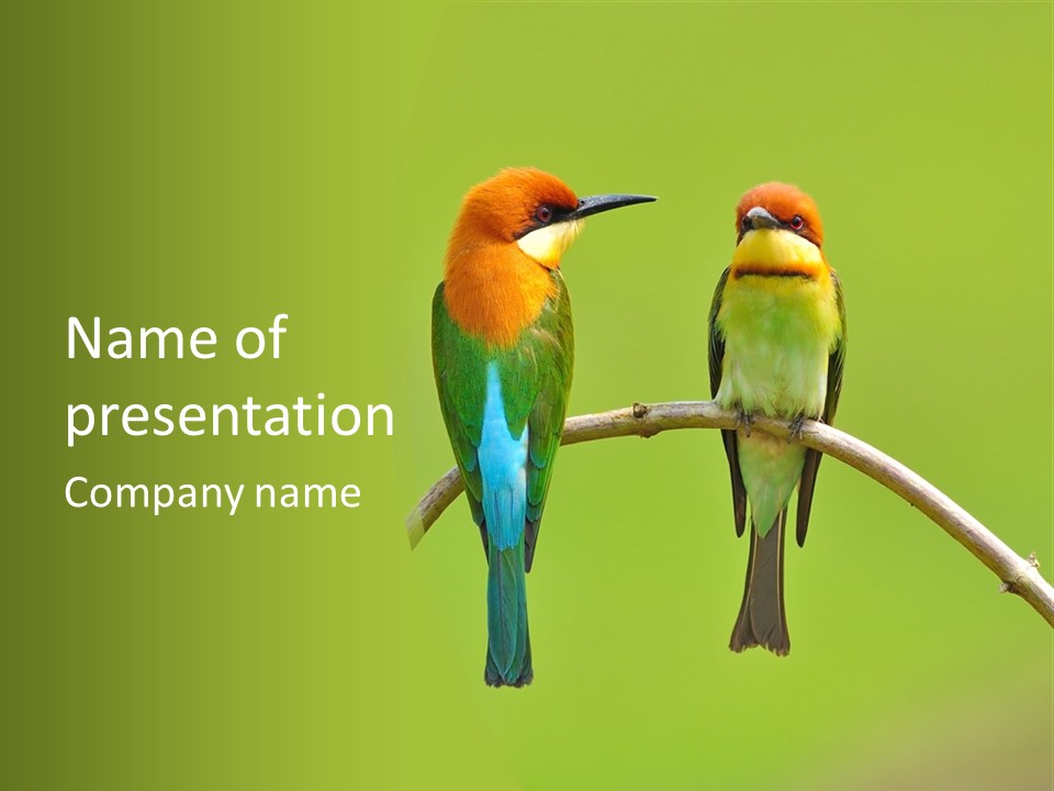 Two Colorful Birds Are Sitting On A Branch PowerPoint Template