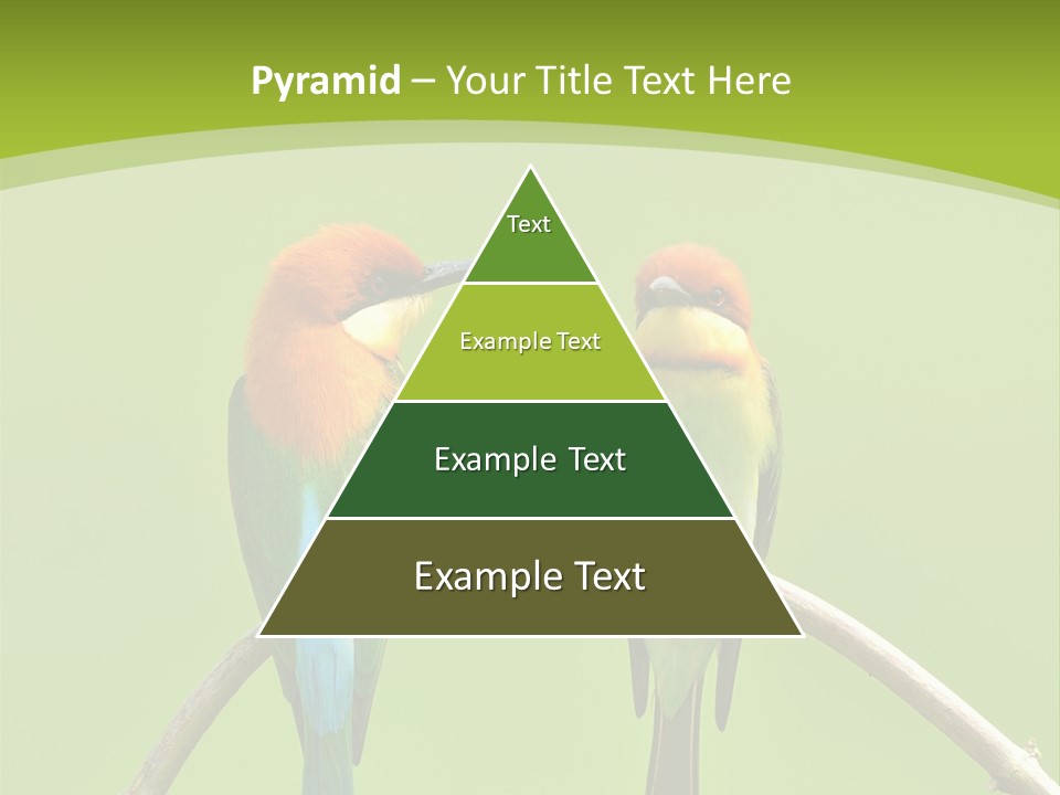 Two Colorful Birds Are Sitting On A Branch PowerPoint Template