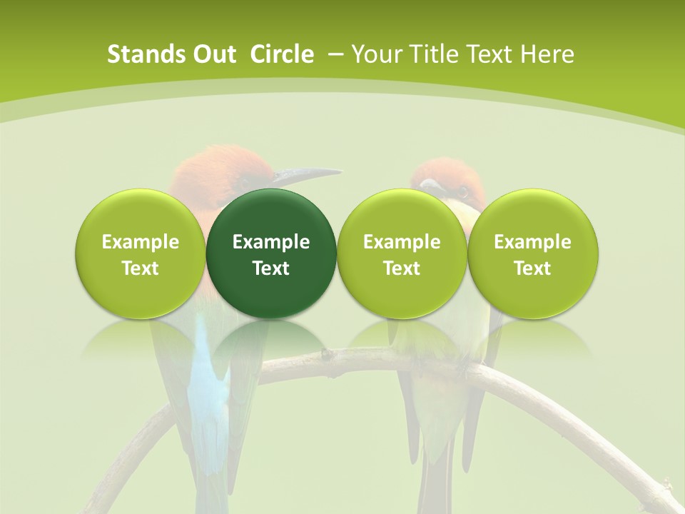 Two Colorful Birds Are Sitting On A Branch PowerPoint Template