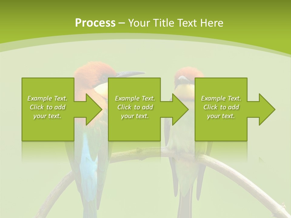 Two Colorful Birds Are Sitting On A Branch PowerPoint Template