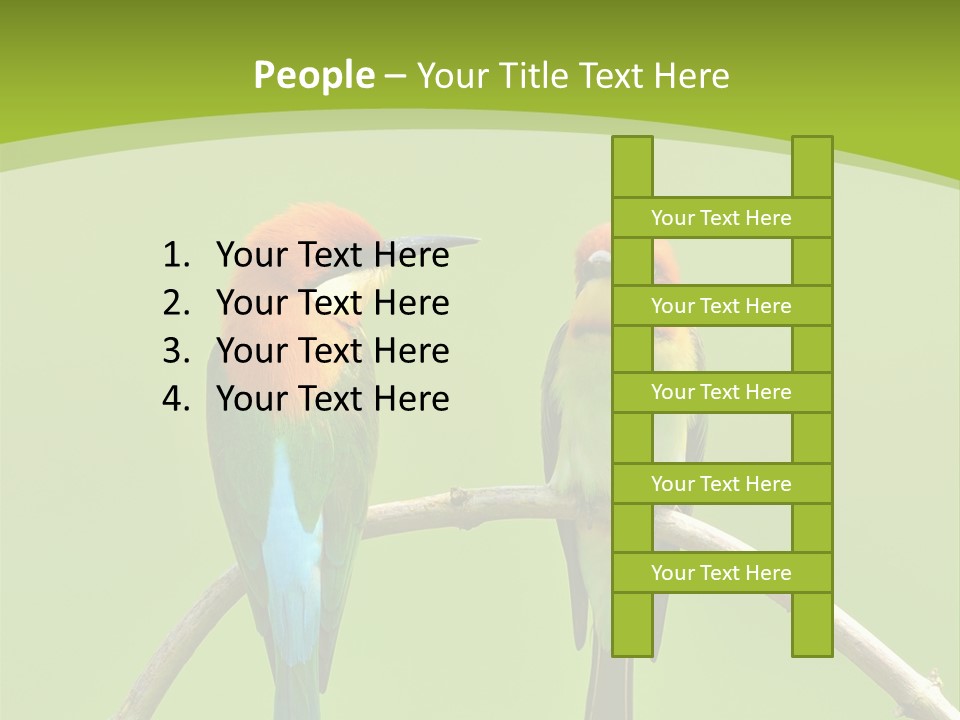 Two Colorful Birds Are Sitting On A Branch PowerPoint Template