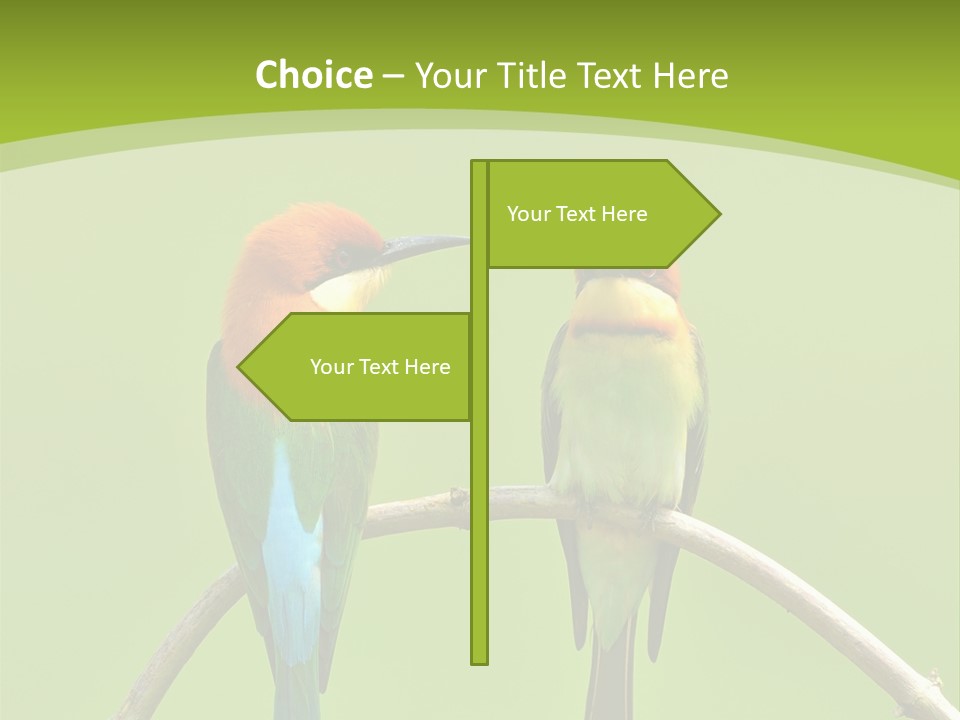 Two Colorful Birds Are Sitting On A Branch PowerPoint Template