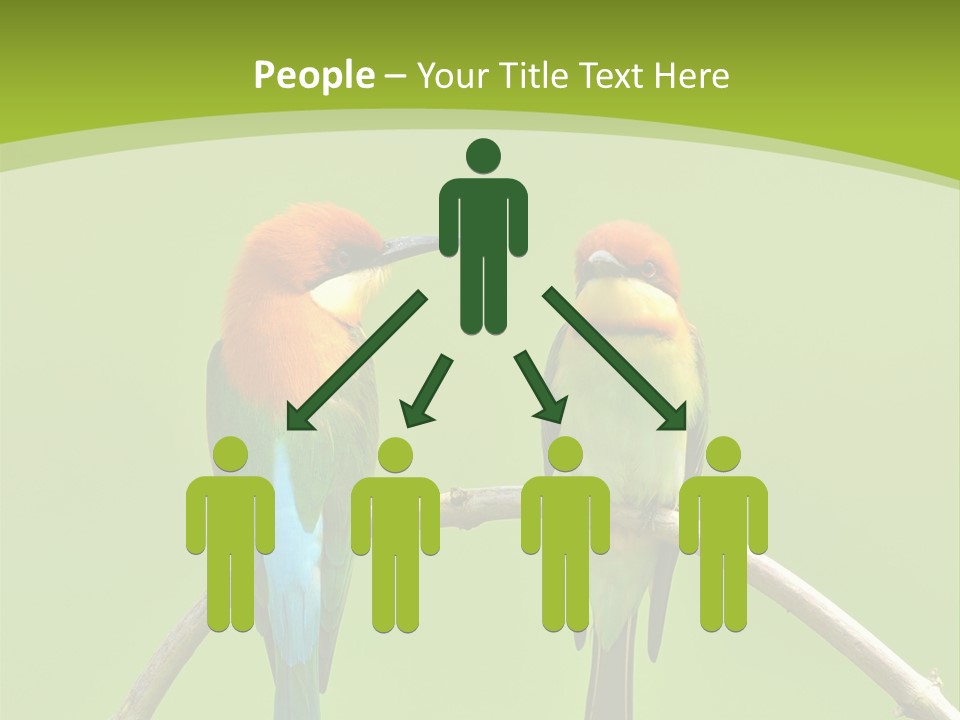 Two Colorful Birds Are Sitting On A Branch PowerPoint Template