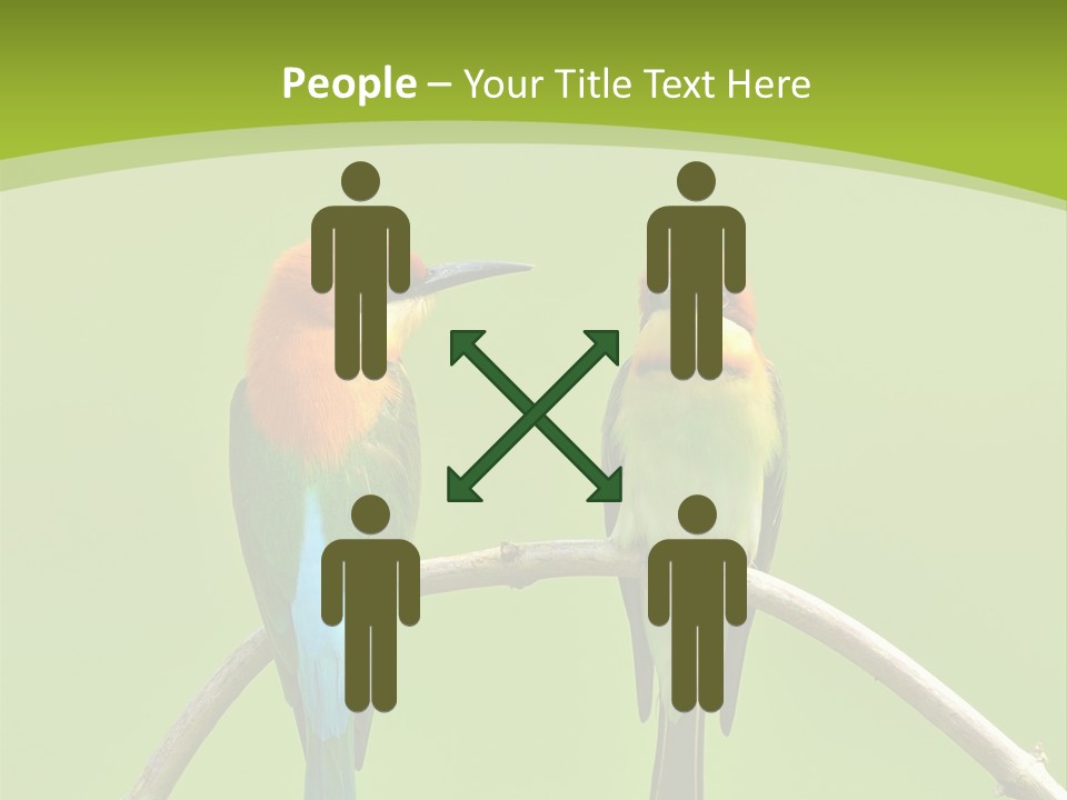 Two Colorful Birds Are Sitting On A Branch PowerPoint Template