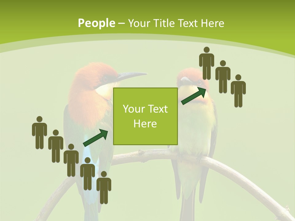 Two Colorful Birds Are Sitting On A Branch PowerPoint Template