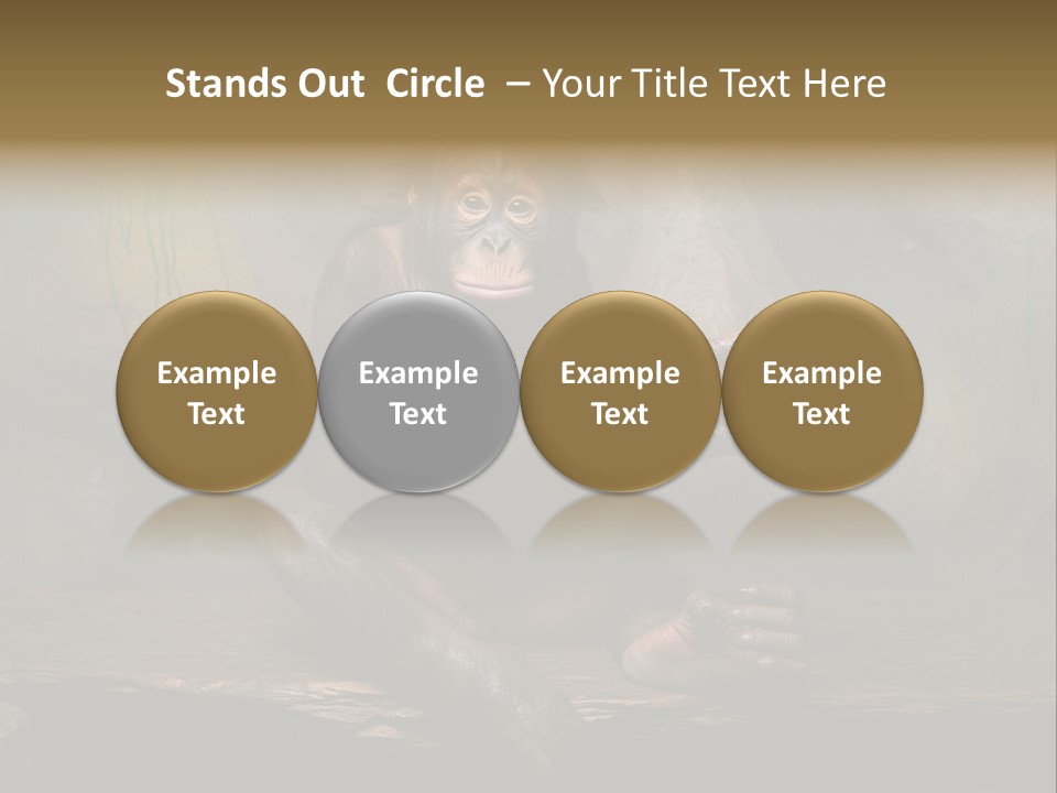 Hairy Nature Animals In The Wild PowerPoint Template